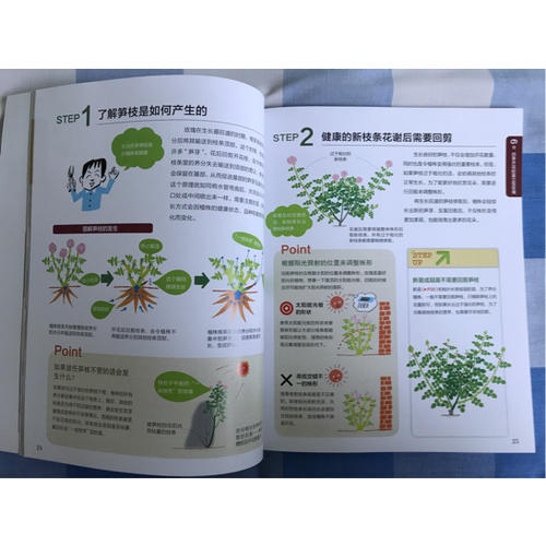 玫瑰月季栽培12月计划