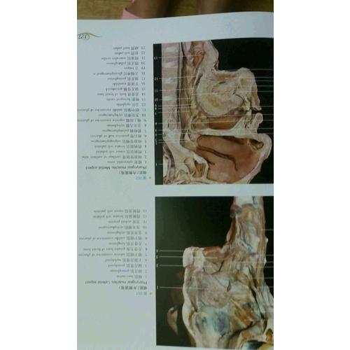 系统解剖学彩色图谱