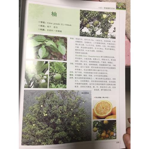 常用园林植物彩色图鉴